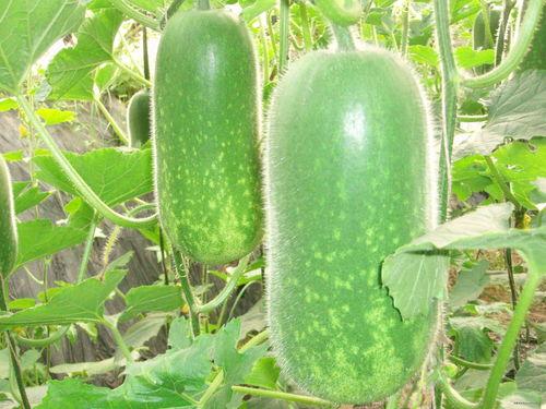 大拖鞋网红吃瓜,揭秘娱乐圈幕后真相