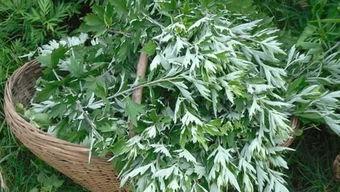 艾草视频在线观看无码,无码观看，尽享高清盛宴