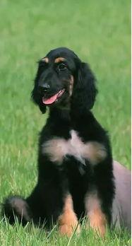 中日韩国犬对比视频,中日韩三国犬类风采大比拼